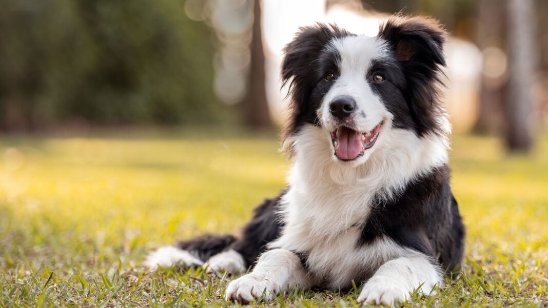 Dogs know when you’re happy or sad, new study suggests Dogs know when you’re happy or sad, new study suggests