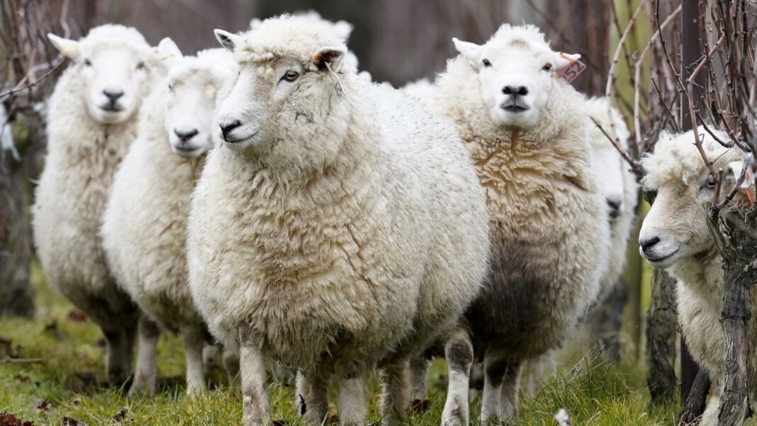 Deadly bluetongue disease detected on second farm in Scotland Deadly bluetongue disease detected on second farm in Scotland