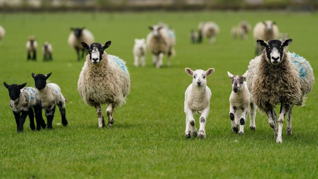 Potentially deadly bluetongue hits third farm in Scotland Potentially deadly bluetongue hits third farm in Scotland
