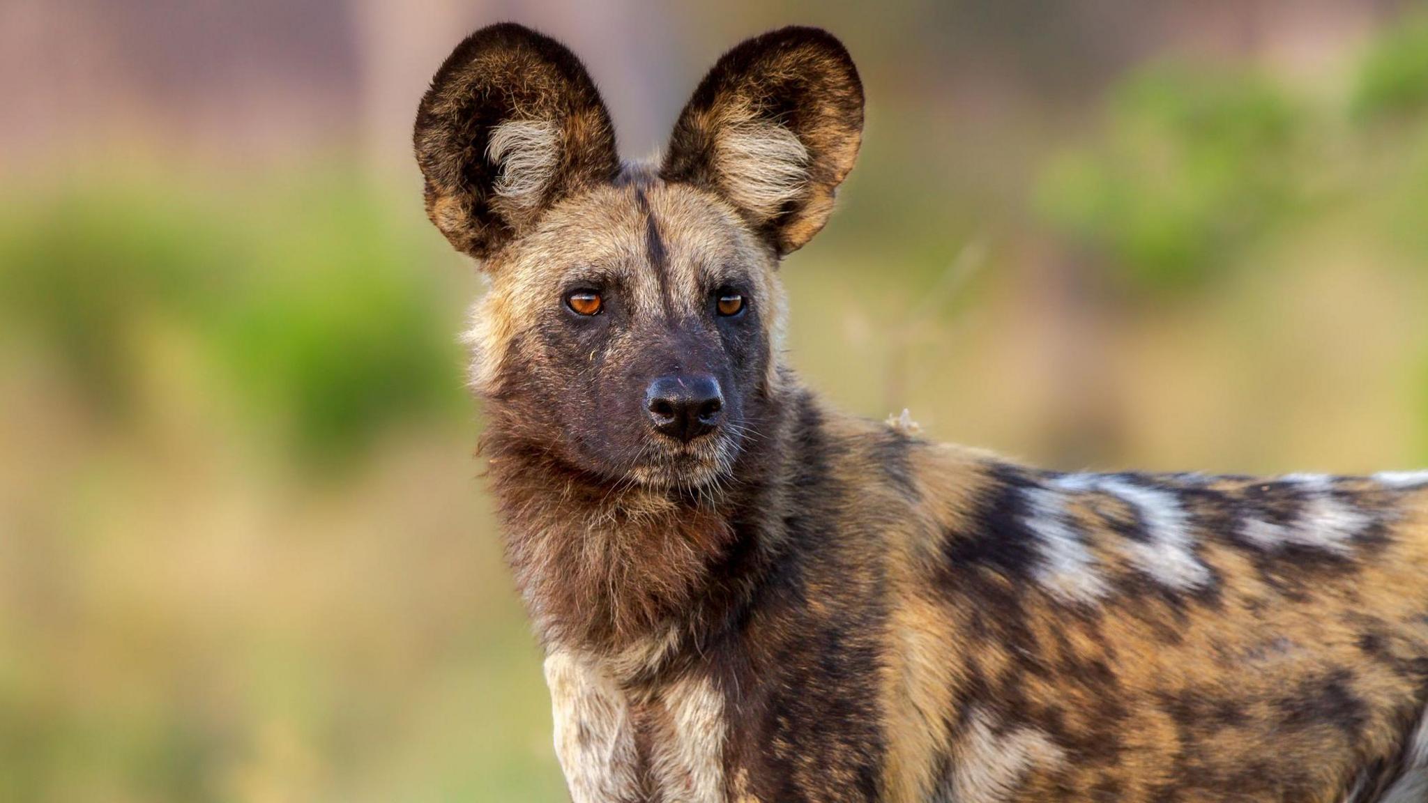 Close-up of an African wild dog looking into the distance, showing its large, rounded ears and speckled tan, black and white fur.