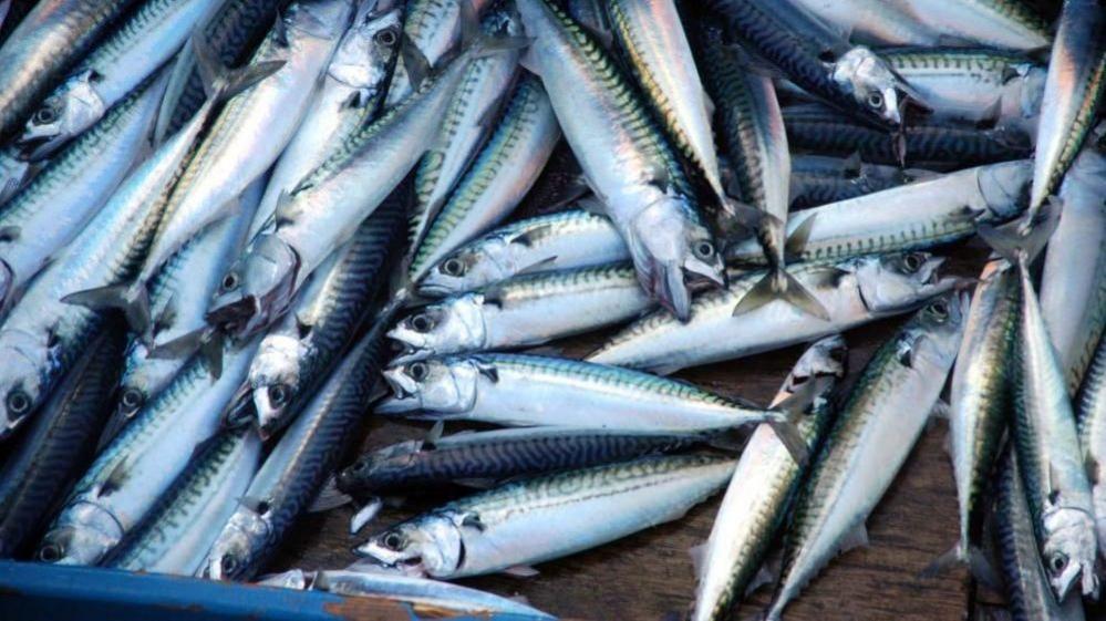 Fresh mackerel laid out on a wooden top