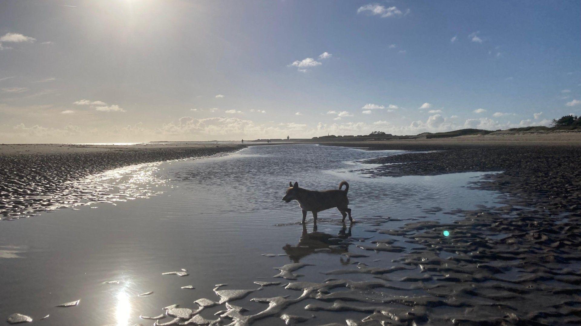 Dog enjoying the September evening sunshine on the beach in Burry Port, Carmarthenshire