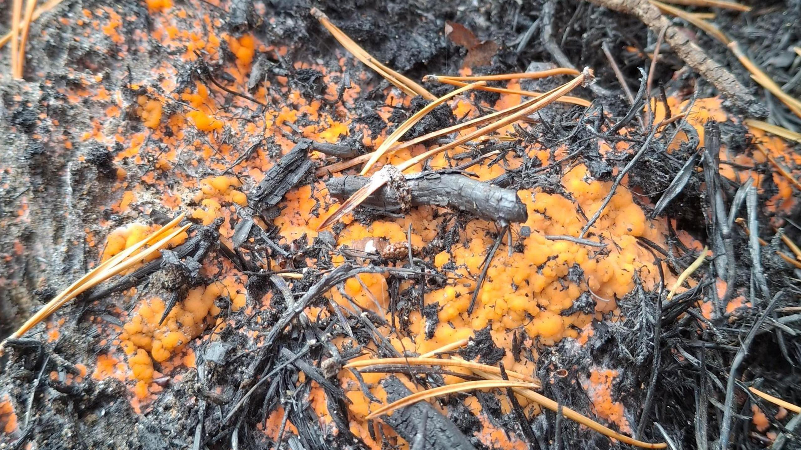 The fungus looks little joined up blobs of orange peel charred twigs and needles.