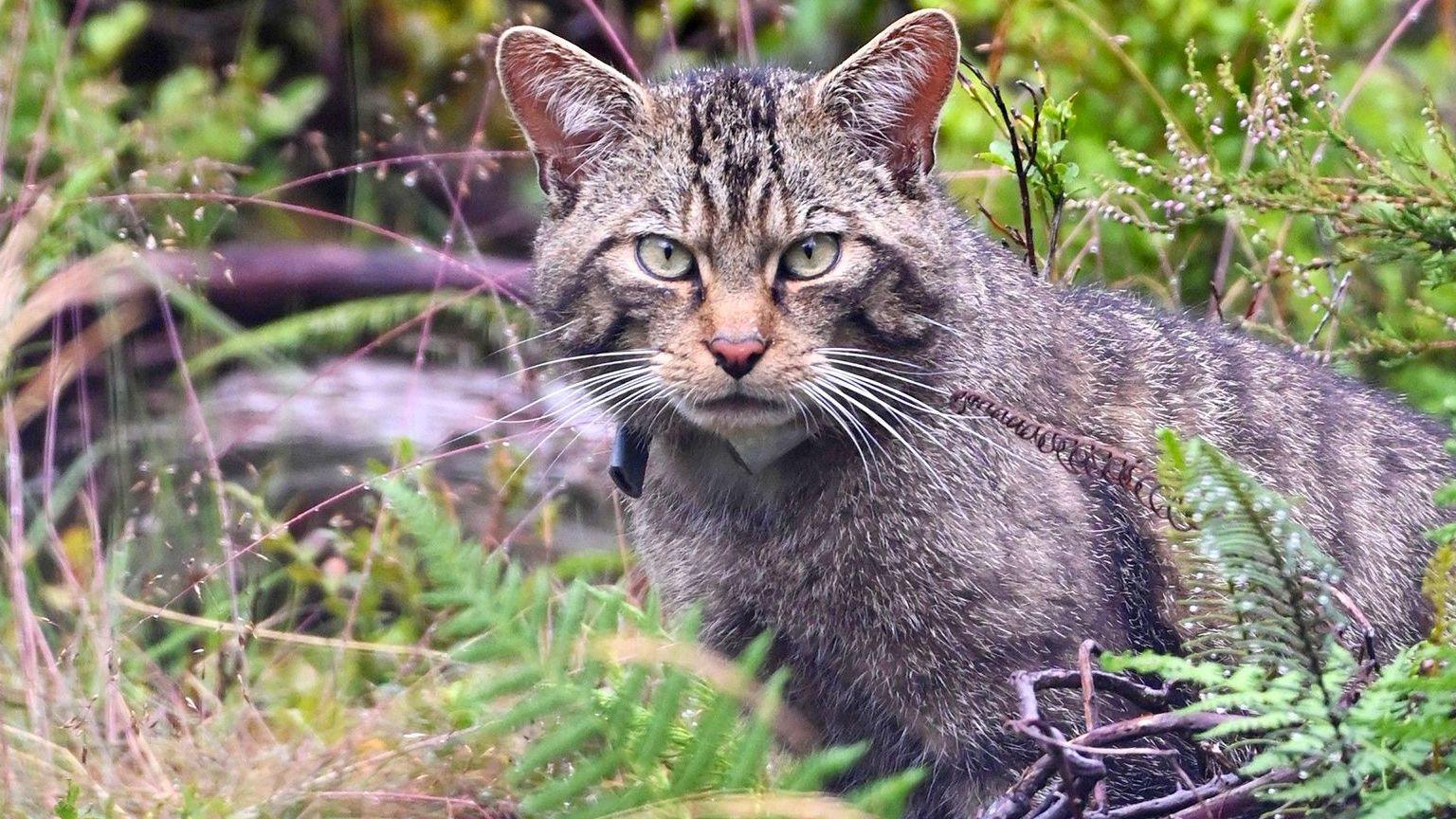 A stunning wildcat stares straight into the camera, almost camouflaged in a woodland setting of greenery. It has an intense stare, with pale green eyes, a pinky orange nose and white whiskers
