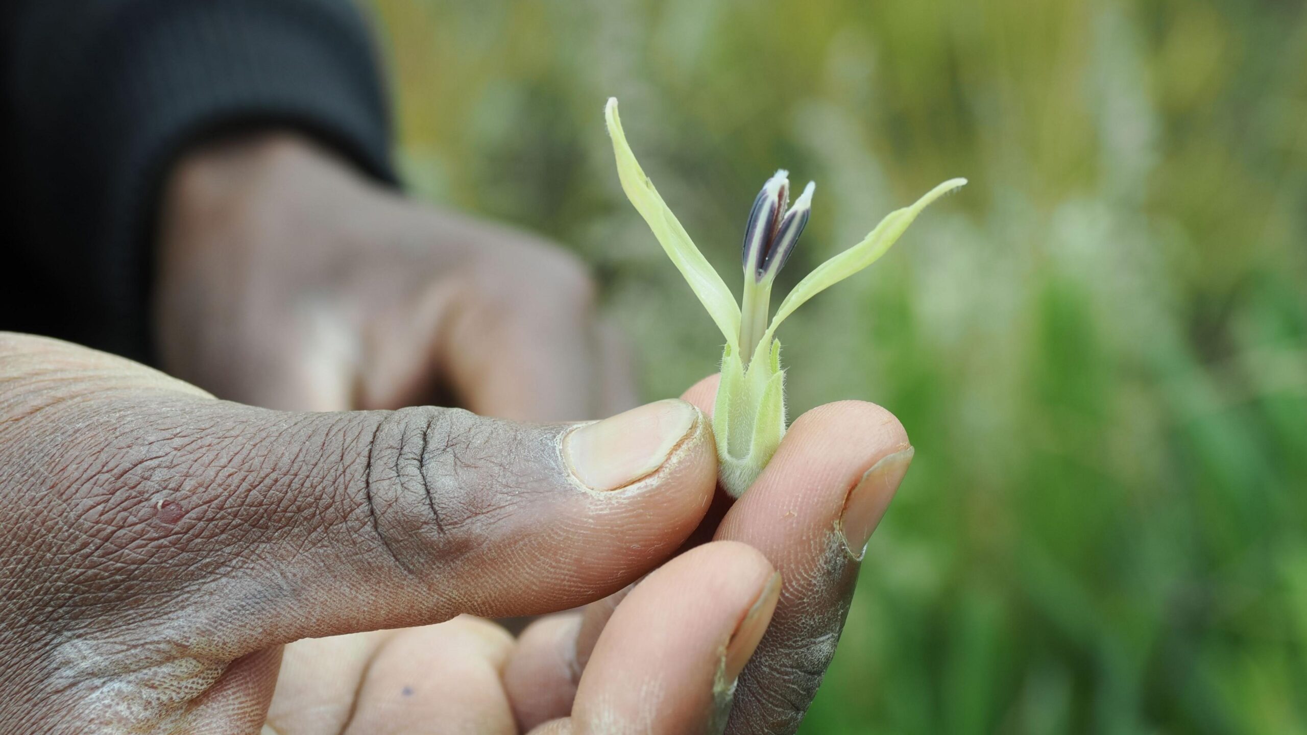 The image is a close-up of a person's hand carefully holding and displaying to the camera a small shoot from a plant. The plant has two pointed green leaves framing what appears to be a dark purple bud.