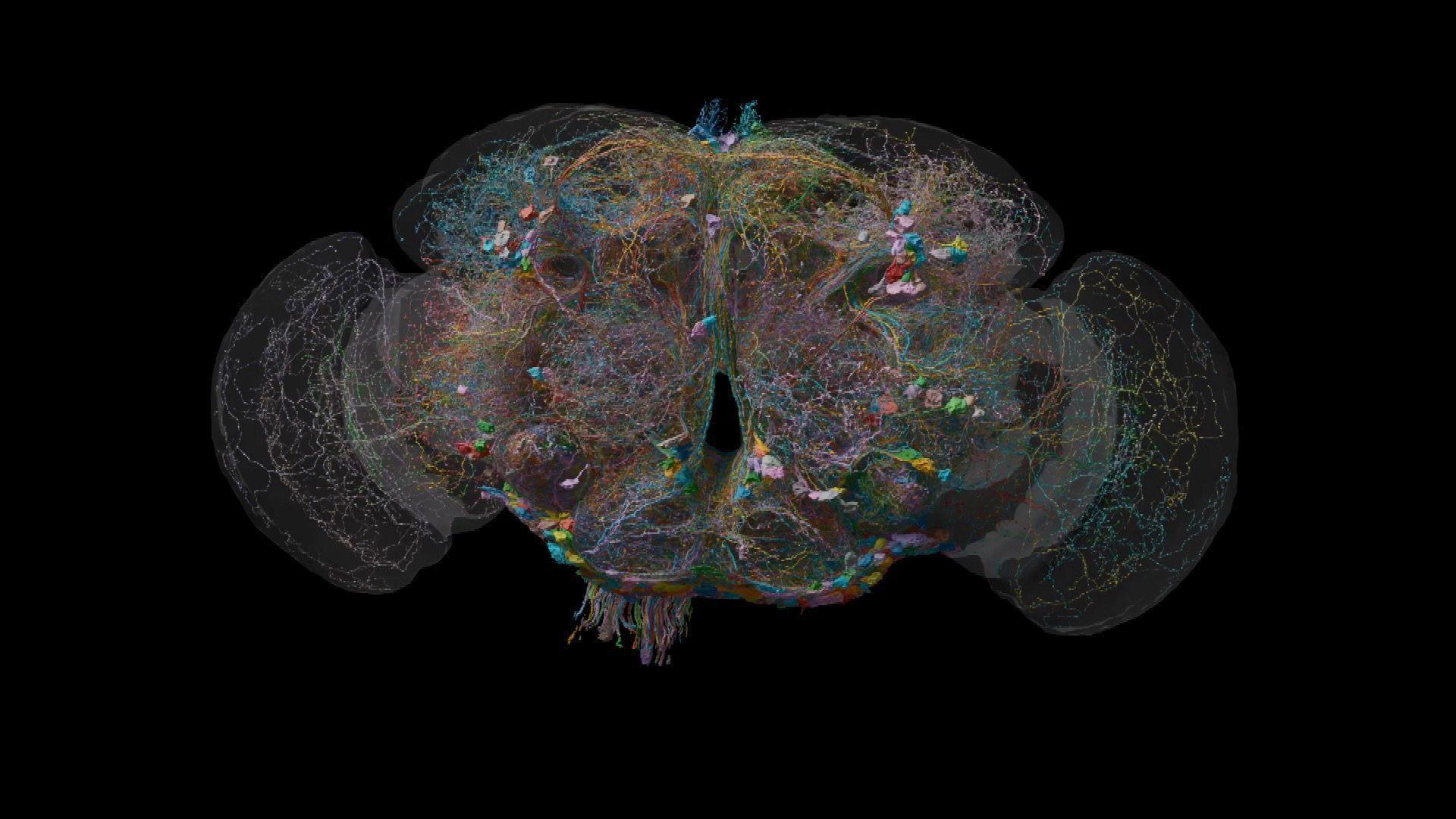 A front-facing scientific visualisation of a fruit fly’s brain floats against a deep black background. The brain is broadly symmetrical, with two dense, rounded halves joined at the centre, creating a shape like a small, intricate butterfly or a pair of folded wings. Thousands of extremely fine, coloured lines—turquoise, yellow, orange, pink, purple, green and white—thread through the structure, representing nerve pathways. Small, brighter coloured blocks and clusters punctuate the tangled network. A faint, translucent grey outline surrounds parts of the brain and extends into large side lobes on either side. At the bottom, a small bundle of multicoloured fibres trails downward.