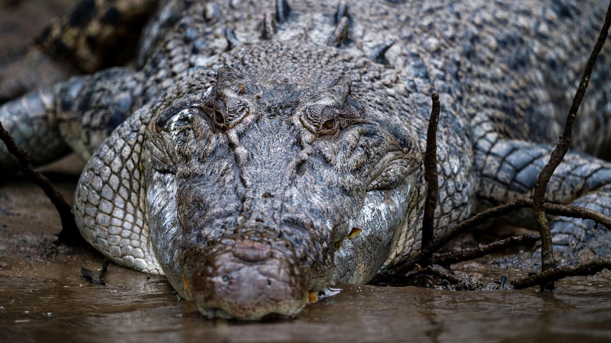 A close up of a crocodile at a river's edge