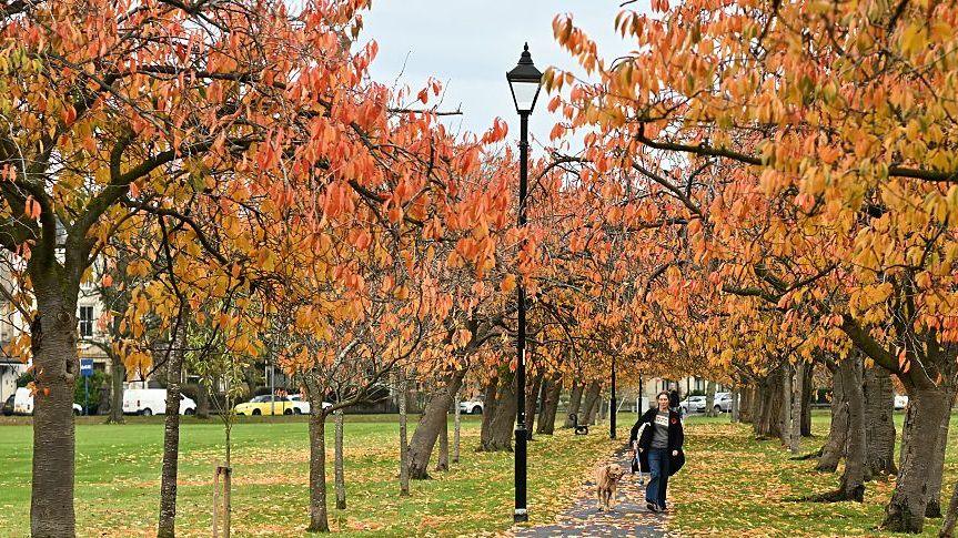 A row of trees with orange and red coloured autumnal leaves line both sides of a path through a park. There is green grass either side and a woman wearing a black coat walks her golden labrador dog along the path. There is an old fashioned black street lamp in the middle of the path with a glimpse of a cloudy sky.
