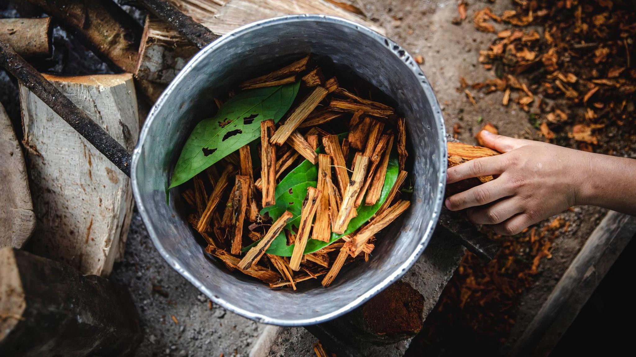 Ayahuasca being brewed in a metal pan- it contains orange bark and green leaves. It is in a pot on top of a wood fire.