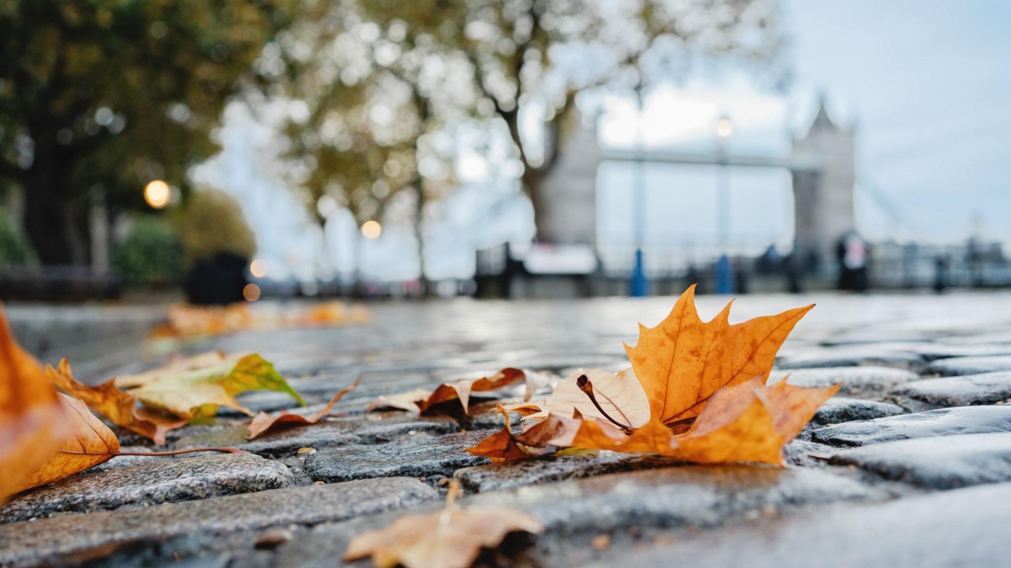 A close-up of brown autumn leaves on cobblestones with Tower Bridge blurred in the background