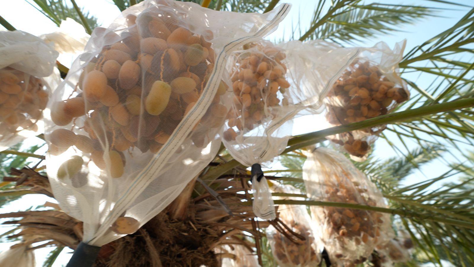 Dates on an date palm at an Israeli settler farm in the Jordan Valley, in the occupied West Bank
