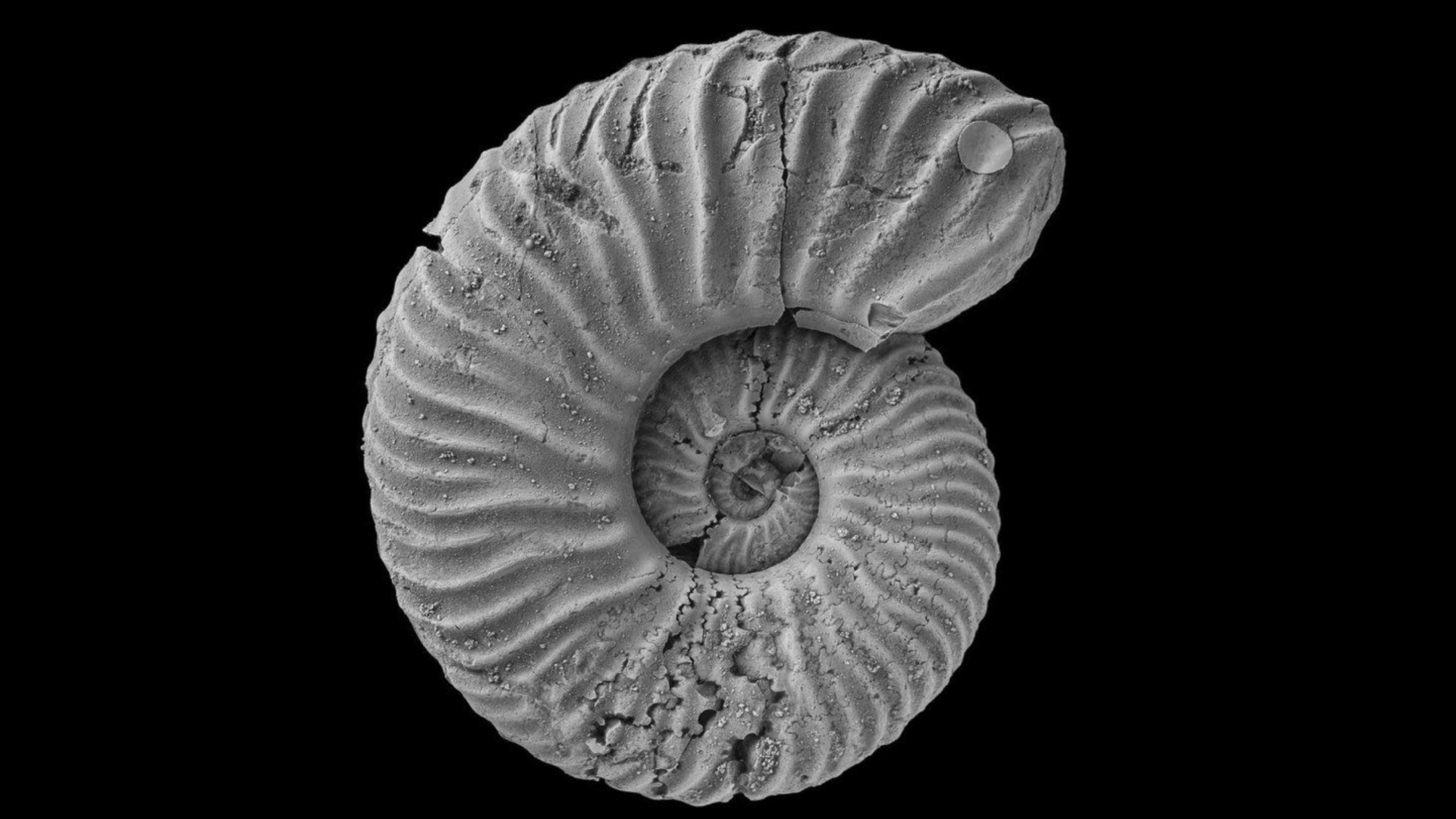 A detailed scan of a coiled ammonite fossil against a solid black background. The fossil displays a distinct spiral shell structure with prominent ridged or ribbed textures winding inward toward the centre.