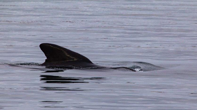 A black dorsal fin of a whale breaking the surface of the water.