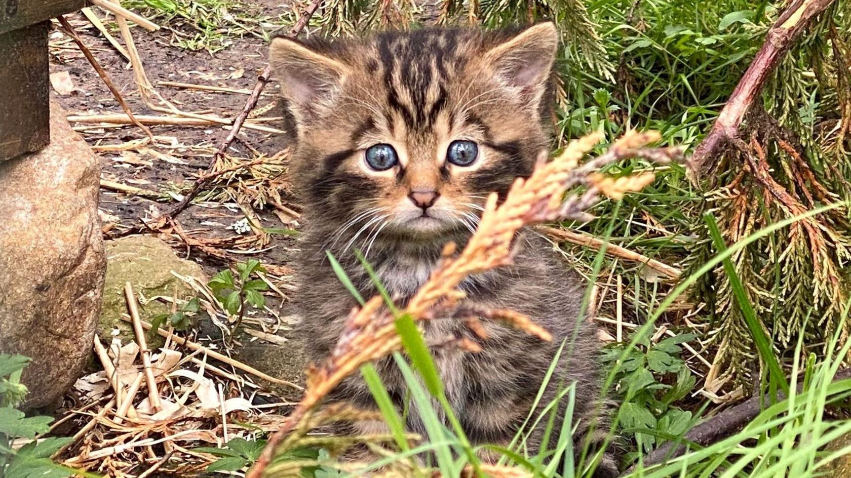 A very cute close-up of a wildcat kitten, sitting in the centre of the frame, with ferns and grass around it. It has tabby stripes and big blue eyes which stare right at the camera.