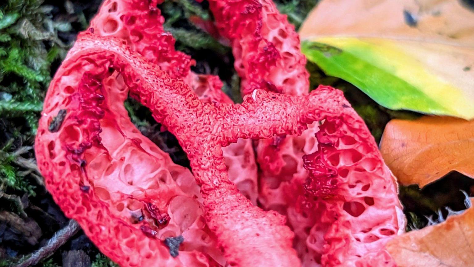 The layers of a red cage fungus lying on the ground among leaves.