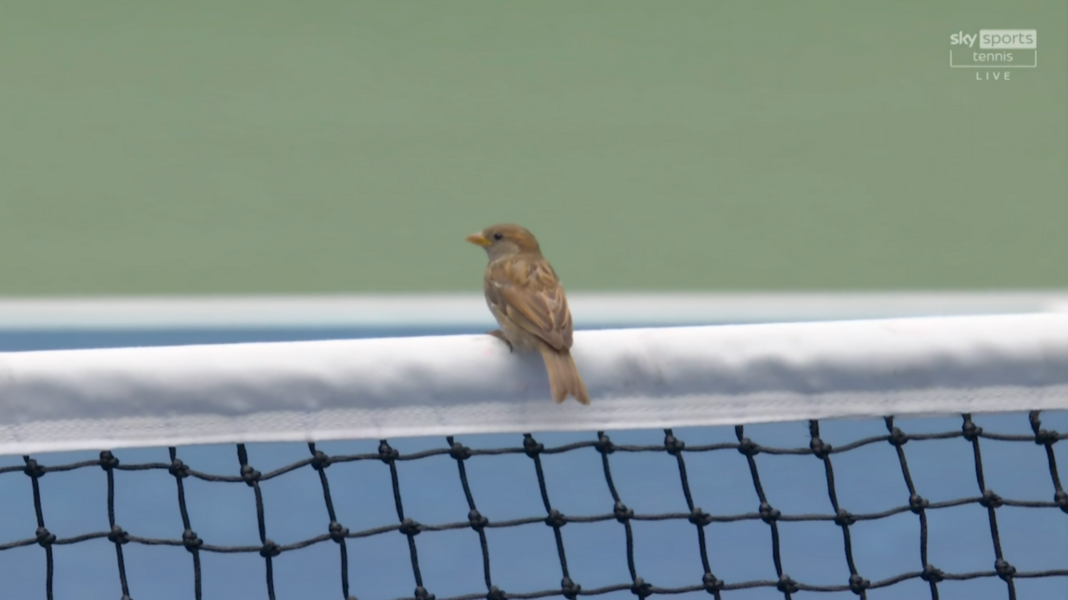 Birds stop play but Medvedev flies into third round A small brown bird sat on the white net cord against a green and blue background
