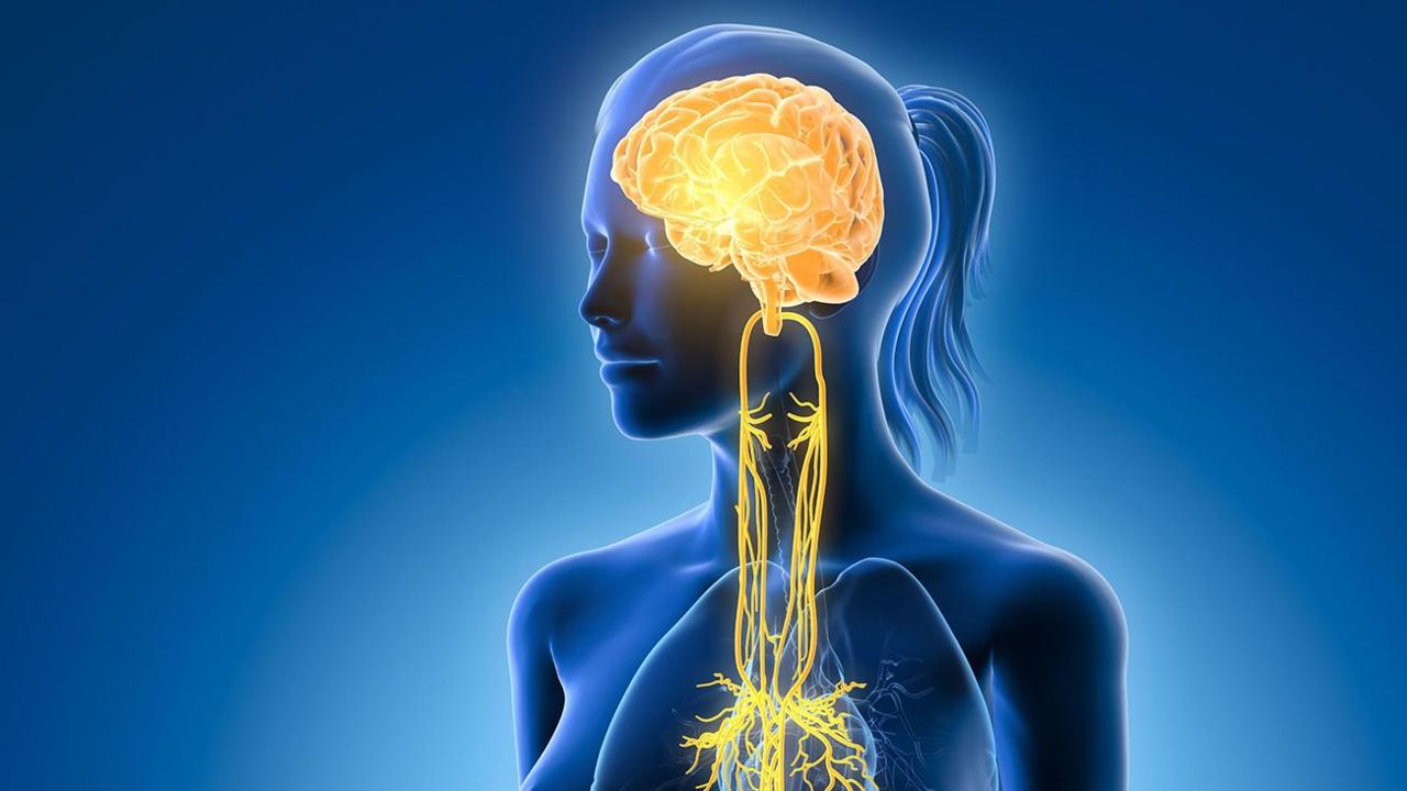 Ilustration showing brain and active vagus nerve (tenth cranial nerve or CN X) und human organs