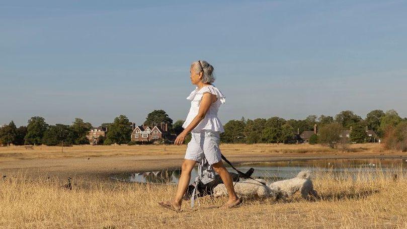 A woman walks her dogs through parched fields. There is a pond with low water level in the background and some buildings. The woman has short grey hair and  is wearing white shorts and a white blouse and has three small dogs.