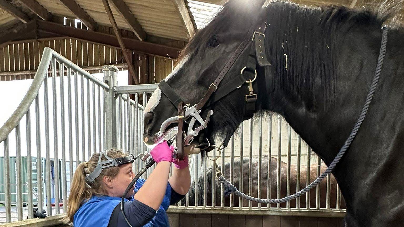 A dentist, with a head lamp on, looking into a horse's mouth, that has reins on. The horse is in a stable.