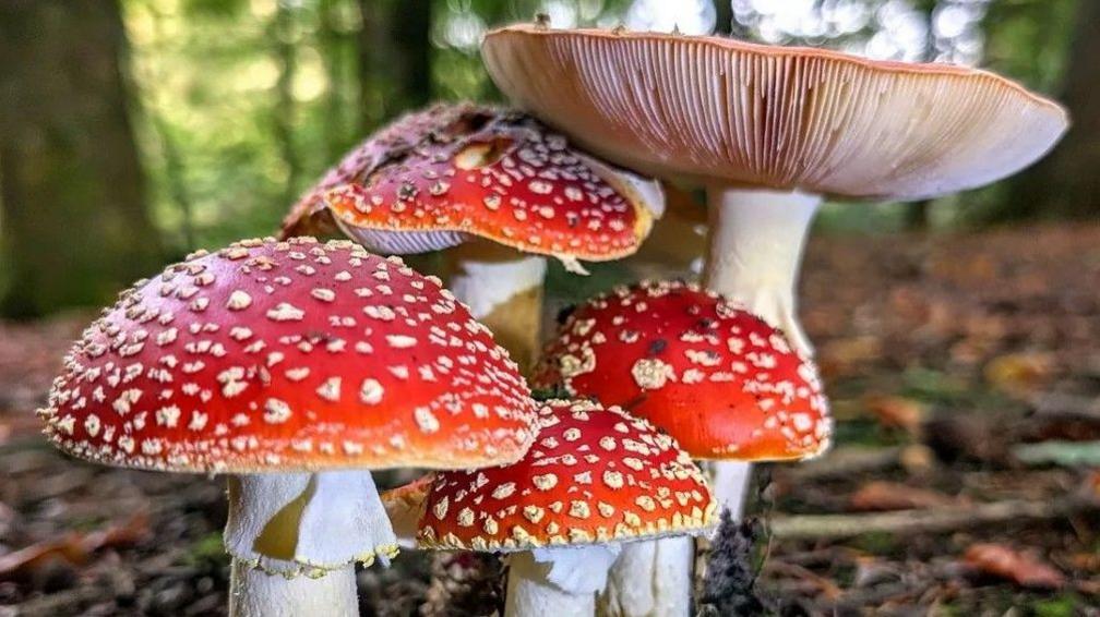A cluster of red-capped mushrooms with white spots and stems grows on a woodland floor among leaves, moss and twigs.