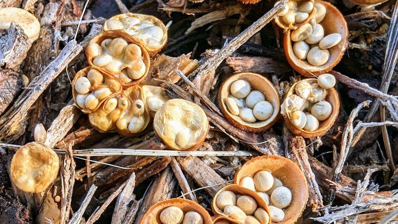 Small brown cup-shaped fungi containing pale, pebble like spore cases grow among pieces of decaying wood.
