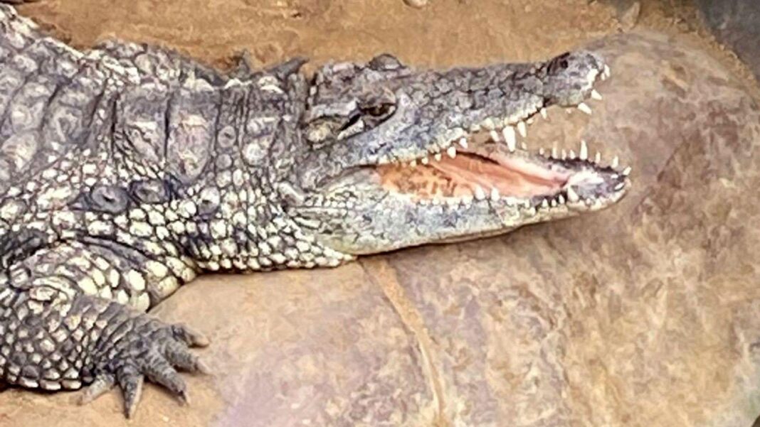 Zoo advertises tickets for ‘child predator tour’ A Nile crocodile in an enclosure at the Johnsons of Old Hurst zoo
