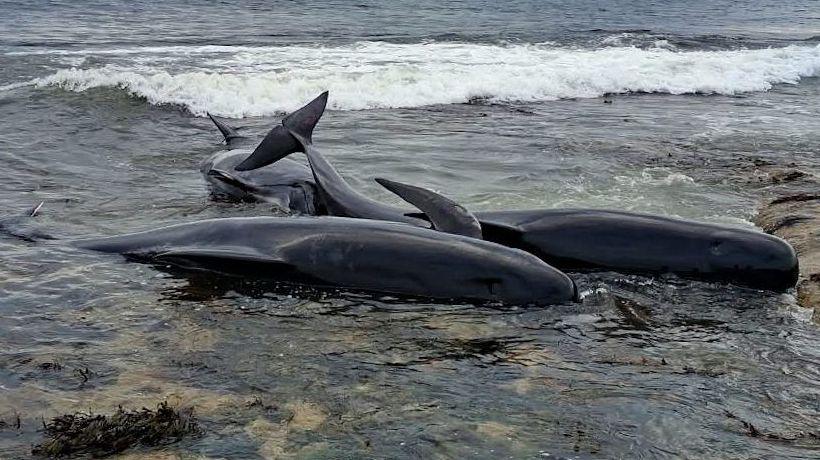 Three small, black whales on their sides in the shallows of the sea. There is water all around them, with sand and seaweed visible underneath.