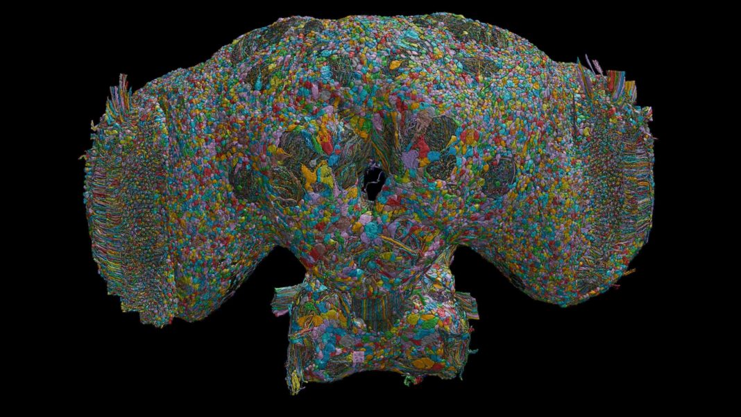 How the brain of a fly may help explain human behaviour A detailed, front-facing 3D reconstruction of a male fruit fly’s brain and upper nervous system appears against a black background. It is broadly symmetrical, with two large rounded side lobes resembling enormous eyes and a smaller central section tapering downwards. The surface is densely packed with thousands of tiny, irregular shapes in vivid colours—turquoise, blue, green, yellow, orange, red, pink and purple—like a tightly fitted mosaic. Fine, multicoloured thread-like bundles run between them, especially around the middle and along the outer edges. Two small dark openings sit near the centre. The image conveys extraordinary biological complexity: an intricate map of individual cells and their connections.