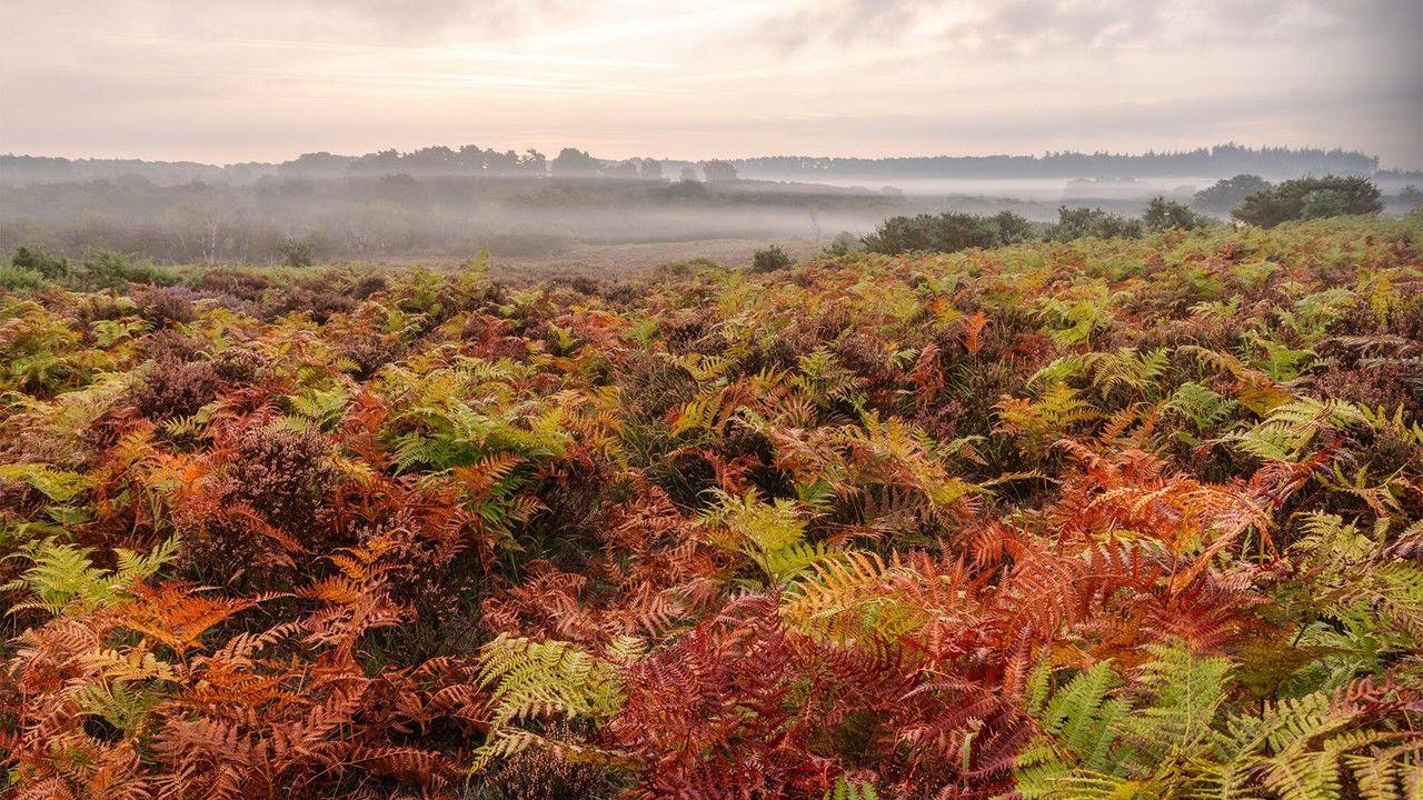The fern leaves are turning red and orange in the foreground with fields behind shrouded in a low-lying mist