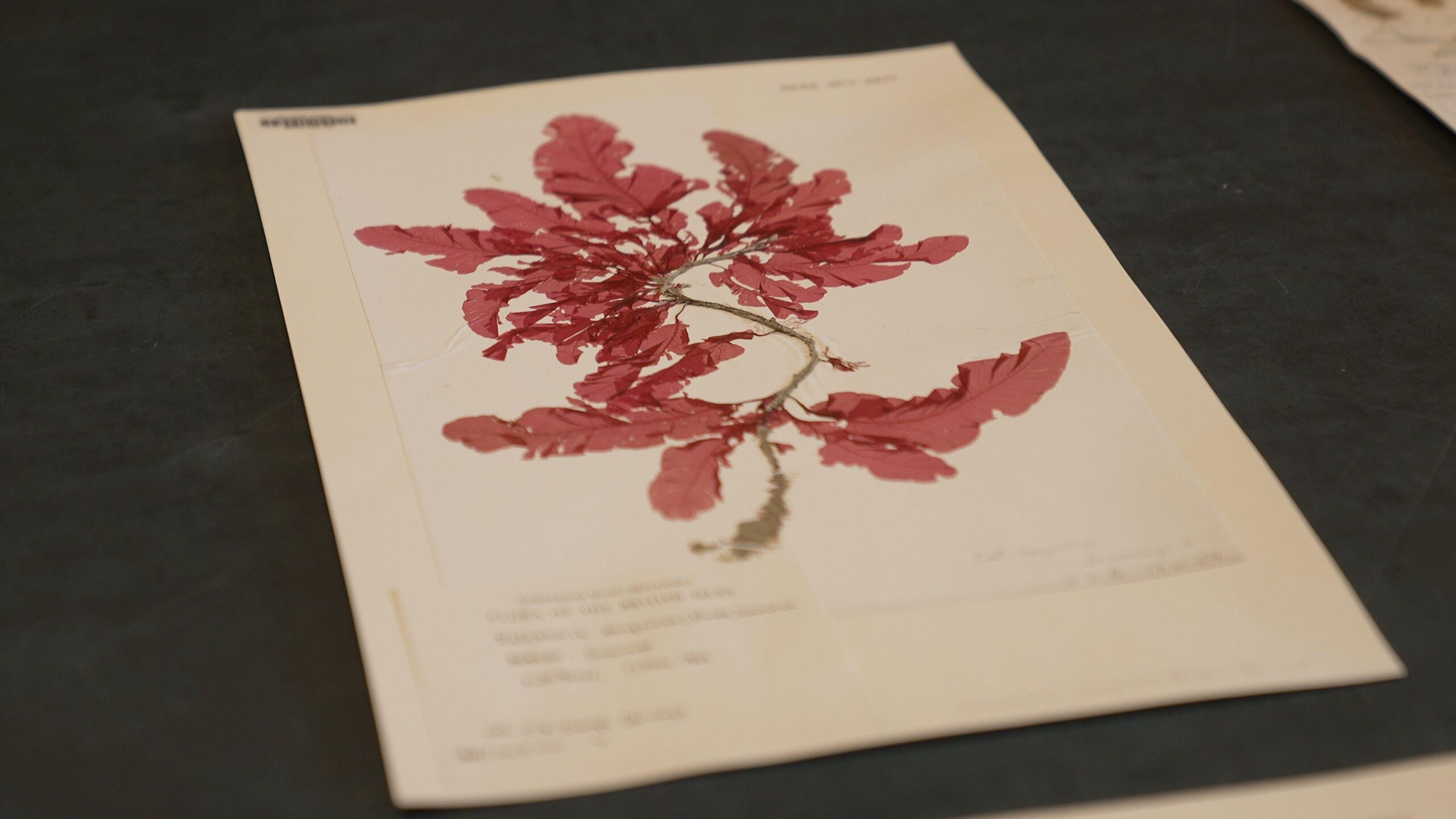 A historical pressed botanical specimen pressed onto an off-white paper, set against a dark surface. The plant features vibrant reddish-pink fronds with ruffled, leaf-like edges radiating from a central stem. A small printed label with typed text is affixed near the bottom-left corner.