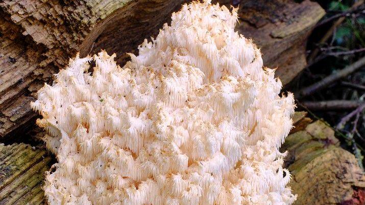 A large white coral type fungus growing on wood.