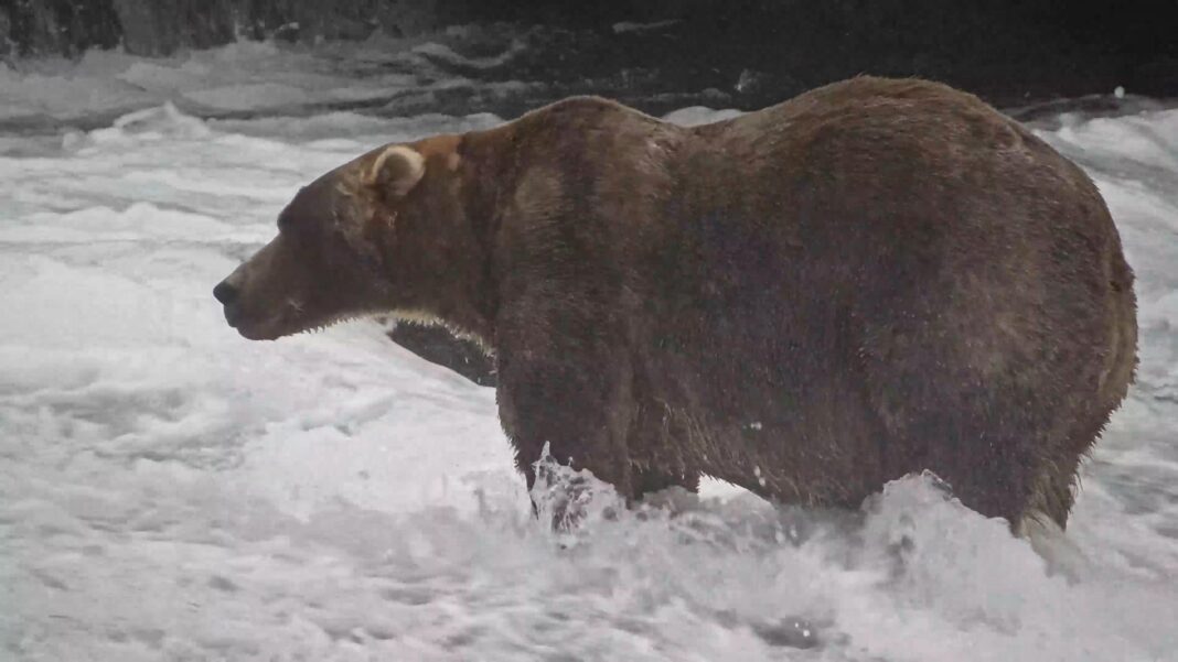 ‘Backpack’ declared Alaska’s Fat Bear Week winner A large brown bear stands in a river.