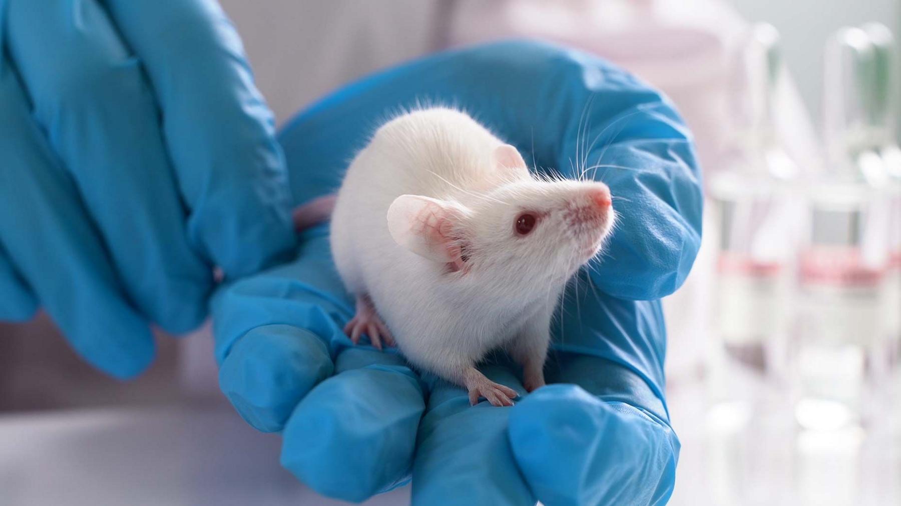 A white laboratory mouse sits on a human hand inside a lab. The human hands holding the mouse have blue protective gloves on