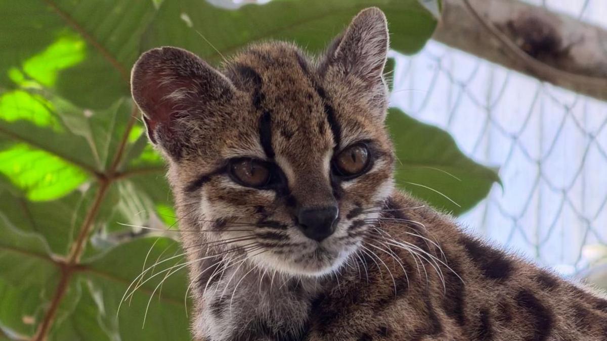 A small cat with amber eyes peers at the camera. The cat has a black nose, a striped forehead and triangular ears. Its coat is grey-brown and it has spots like a leopard.  The wire netting of an enclosure and tropical foliage are visible behind.