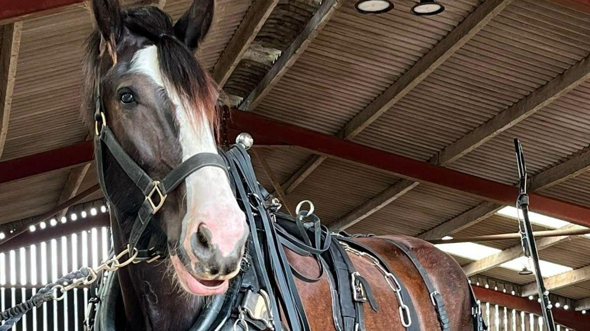Hugo the horse, with riding tack on, in a barn.