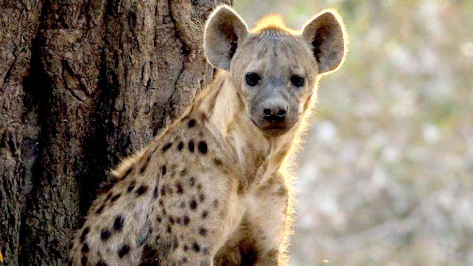 A pregnant hyena as seen in the new BBC wildlife documentary series, Kingdom