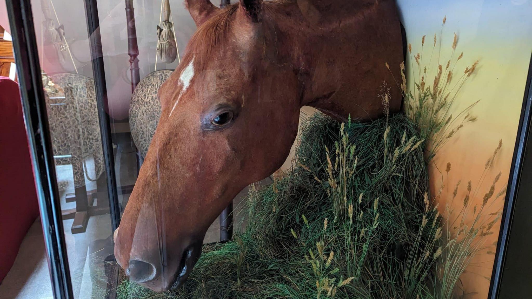 Stuffed horse head in a glass case