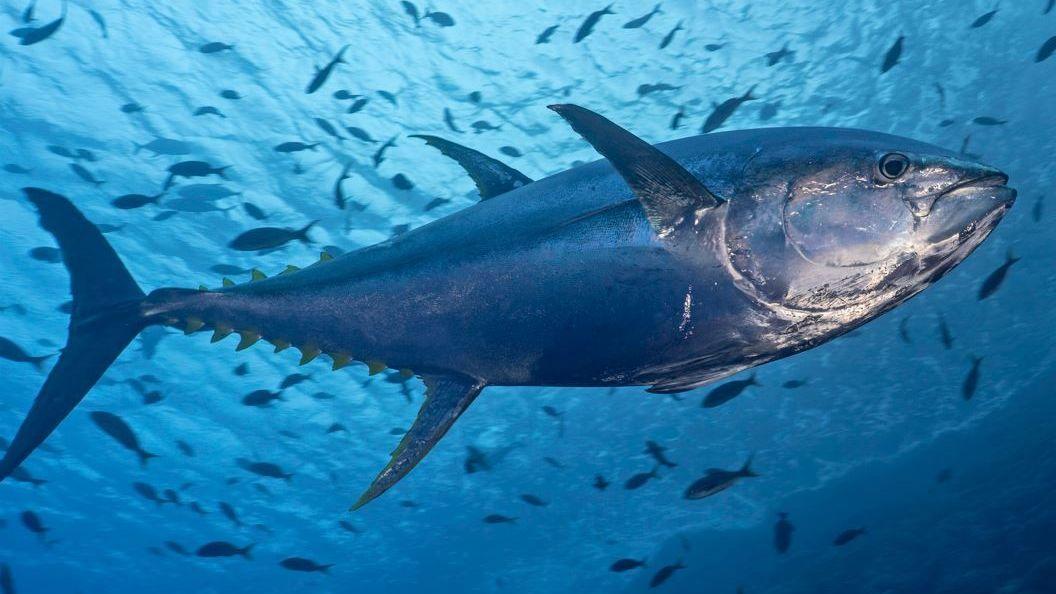 A bluefin tuna is close to the lens in a clear blue sea. There are others beneath it. It has a dark strip along the top of its side and is silver below.