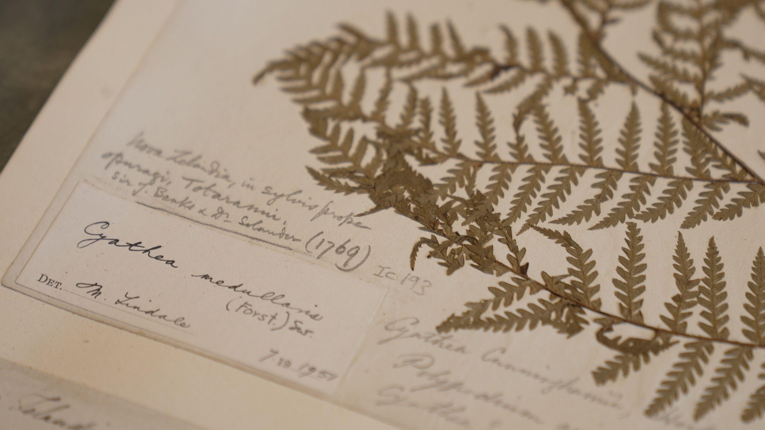 A close-up shows an aged herbarium sheet: a pressed plant specimen fixed to cream-coloured paper. On the right, delicate brown fern fronds spread across the page, their narrow leaflets arranged in neat, feather-like rows along branching stems. The plant is dry and flattened, but its fine structure remains clear. On the left and beneath the specimen are several old labels, filled with faded handwritten notes in black ink. Some writing appears to record the plant’s name, its location and the date it was collected, including “1769”. The paper is yellowed and slightly stained with age, giving the image a quiet archival atmosphere.