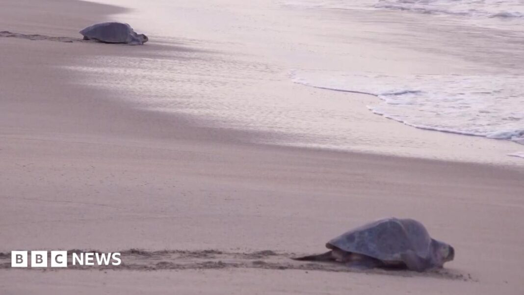 Mass nesting brings swarms of turtles to Mexican beach image