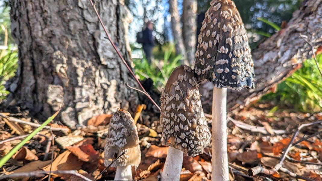 Why families are being urged to look closer on autumn walks Three tall magpie inkcap mushrooms with dark, scaly caps and pale stems grow among fallen leaves and twigs beside a tree trunk.