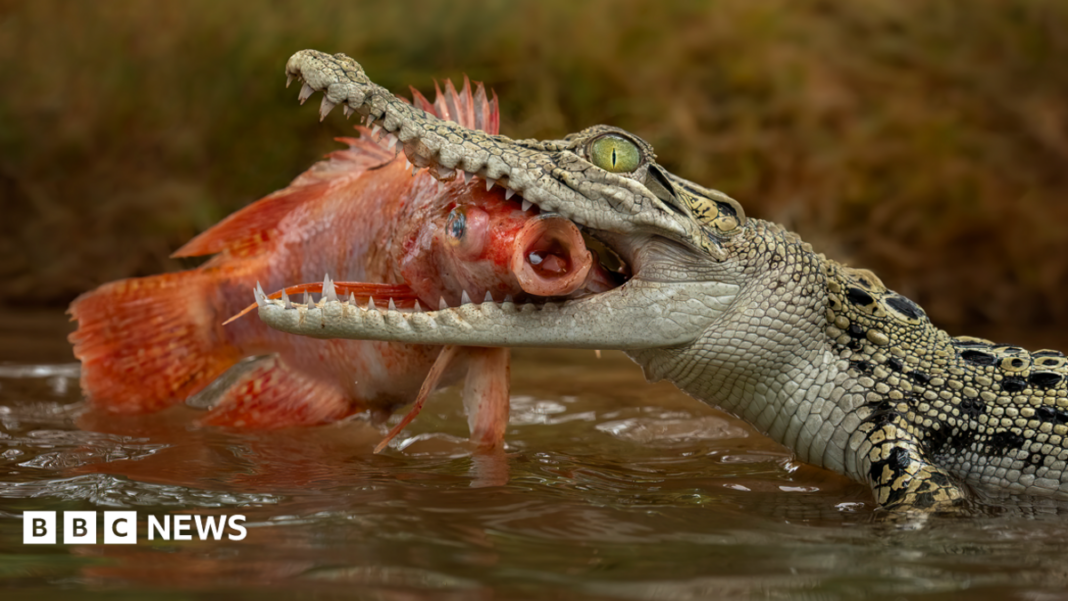 Man charged over AI image of crocodile in Singapore reservoir Man charged over AI image of crocodile in Singapore reservoir