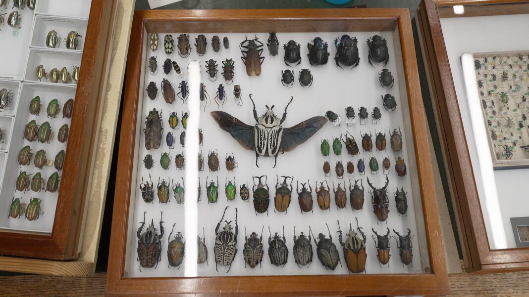 A wooden specimen display box containing pinned beetles arranged neatly on a white background. Prominently featured in the centre is a large beetle with black-and-white striped markings and outstretched dark wings. Surrounding it are dozens of smaller beetle species of various shapes, sizes, and iridescent or metallic colours.