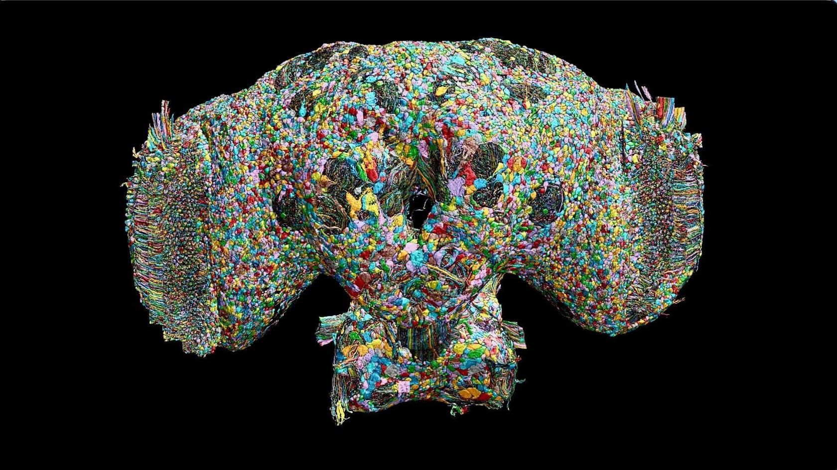 A detailed, front-facing 3D reconstruction of a male fruit fly’s brain and upper nervous system appears against a black background. It is broadly symmetrical, with two large rounded side lobes resembling enormous eyes and a smaller central section tapering downwards. The surface is densely packed with thousands of tiny, irregular shapes in vivid colours—turquoise, blue, green, yellow, orange, red, pink and purple—like a tightly fitted mosaic. Fine, multicoloured thread-like bundles run between them, especially around the middle and along the outer edges. Two small dark openings sit near the centre. The image conveys extraordinary biological complexity: an intricate map of individual cells and their connections.