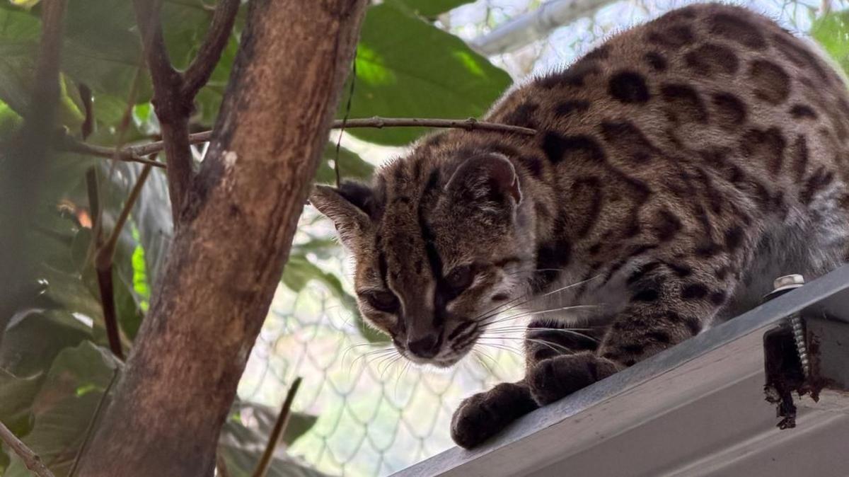 A small cat perches on a shelf. The cat has a black nose, a striped forehead and triangular ears. Its coat is grey-brown and it has spots like a leopard.  The wire netting of an enclosure and tropical foliage are visible behind.