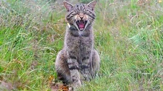 A wildcat sits in a typical upright cat sitting position but is caught mid-yawn and bares its teeth.