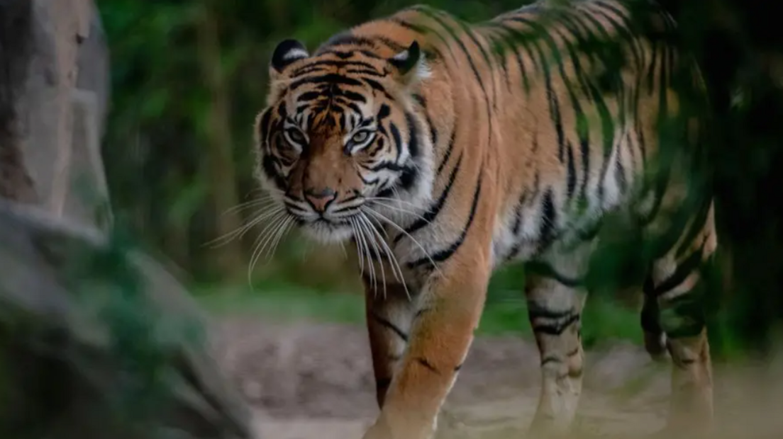 A Sumatran tiger looks ahead as it prowls at the zoo. It has orange fur with black stripes and heading through foliage.