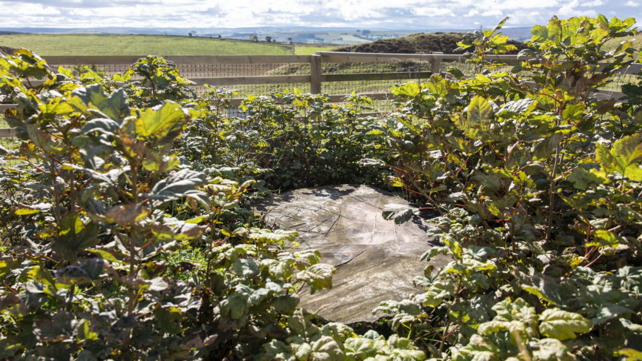 The Sycamore Gap tree stump fenced with a thick ring of new shoots around its stump. A wooden fence with a wire mesh is protecting the tree. In the background there is green open countryside.