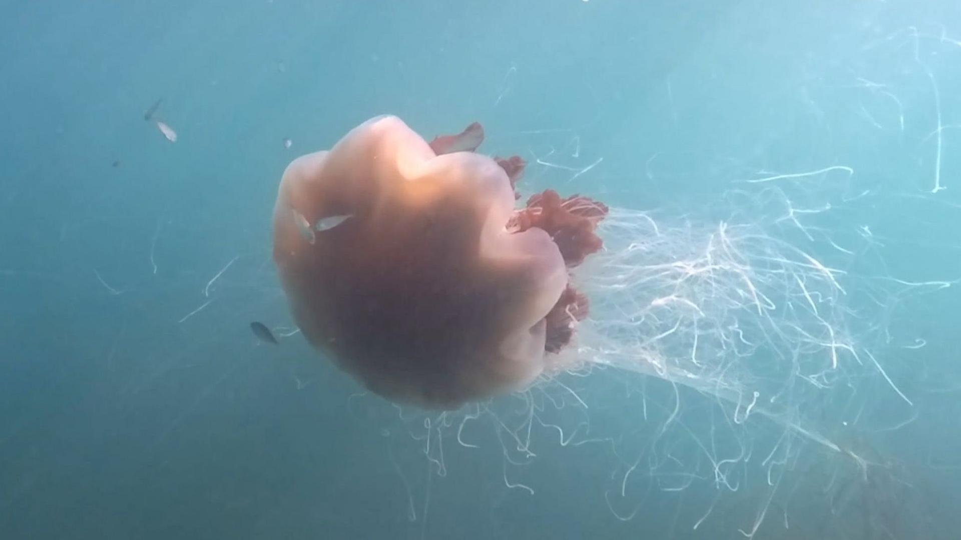 An orange tinted lion's mane jellyfish swims with its white tentacles floating behind it in the sea.