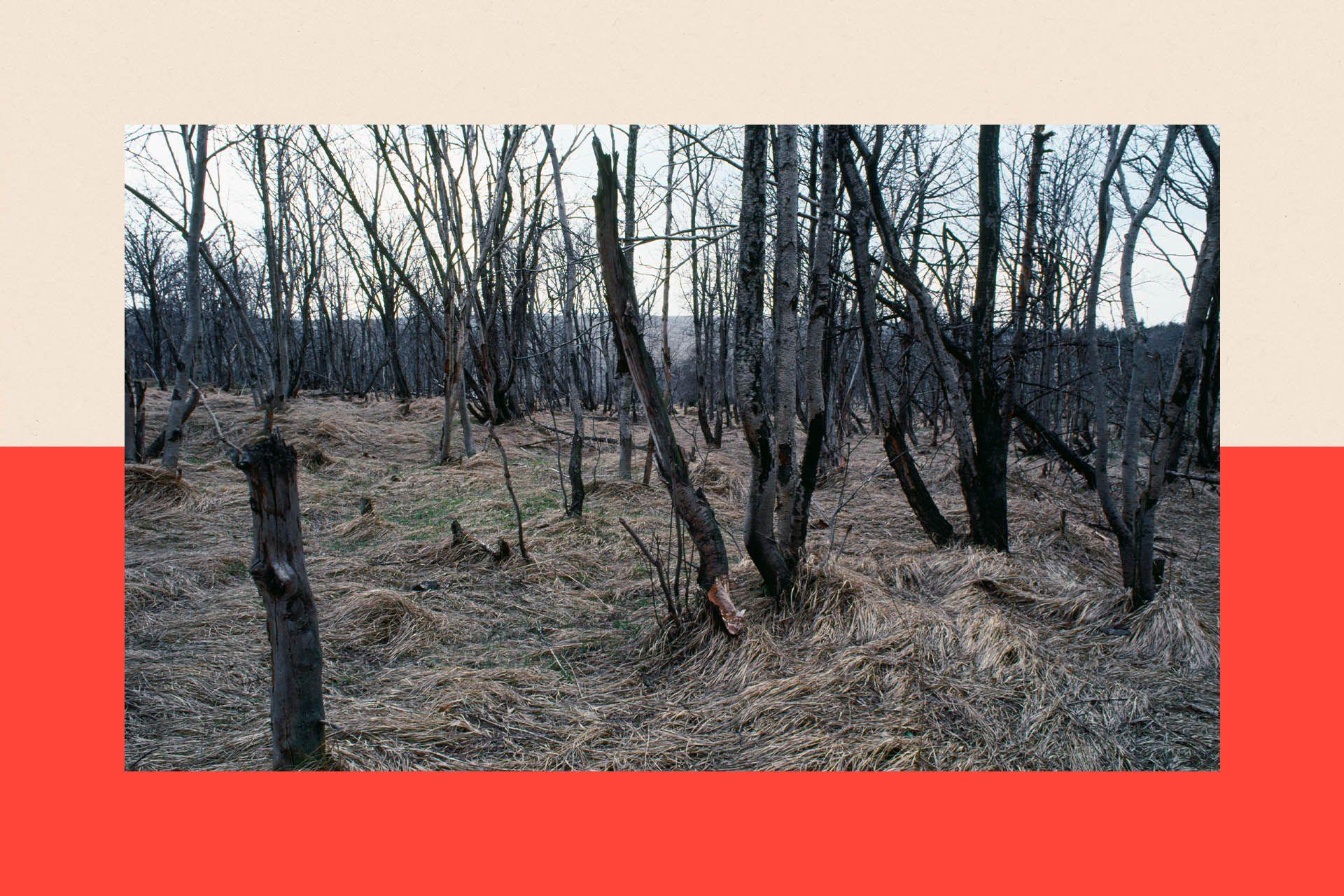 Trees that have been killed by acid rain